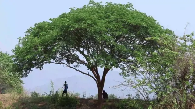 બીબીસી ગુજરાતી આંધ્ર પ્રદેશ તેલુગુ ઝાડ આદિવાસી રાક્ષસ વાઘ દીપડો