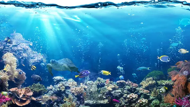 바다의 이산화탄소 농도가 높아지고 있다