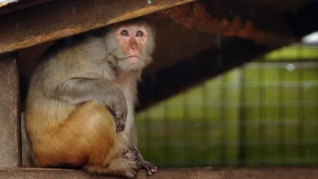 Macaco Rhesus en Reino Unido.