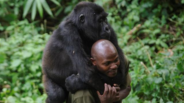 Un gardien du parc national des Virunga joue avec un gorille de montagne orphelin, qu'il porte sur son dos