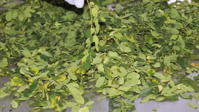 Akwụkwọ Moringa