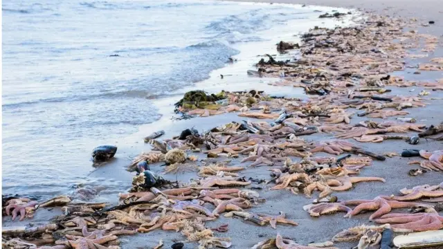 The animals covered a 100m stretch of sand