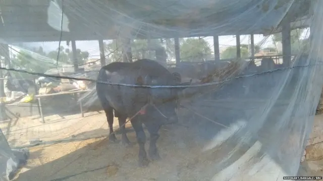 मच्छर चावू नये म्हणून शहेनशाहसाठी मच्छरदानीची