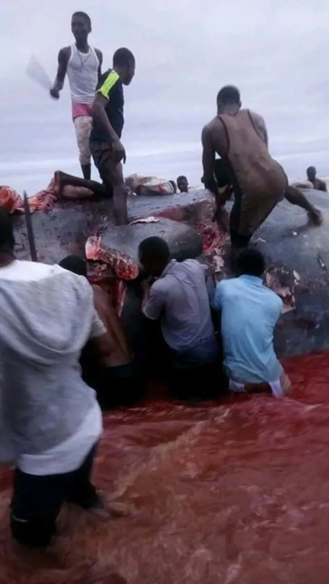 Pipo dey butcher di whale