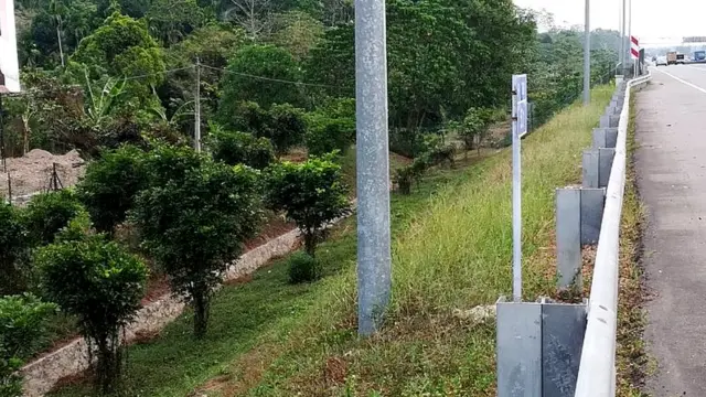 Reforest Sri Lanka සංවිධානය විසින් වසර පහකට පෙර දක්ෂිණ අධි වේගී මාර්ගය අවට සිටුවන ලද ගස්