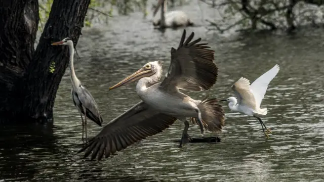 வேடந்தாங்கல் பறவைகள் சரணாலயம்