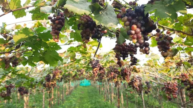 द्राक्ष शेती