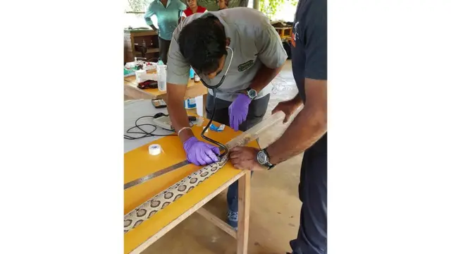 وضع أجهزة تتبع لاسلكية على الثعابين يساعد الباحثين في الهند في فهم سلوكيات الثعابين السامة