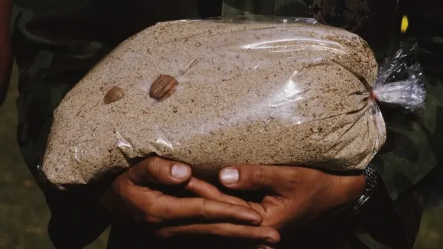 ఓపియం పాపీ