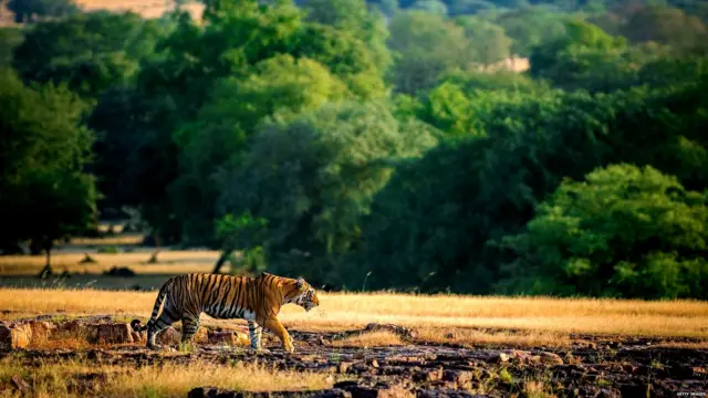 सांकेतिक तस्वीर