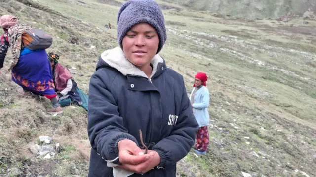 यार्सागुम्बा