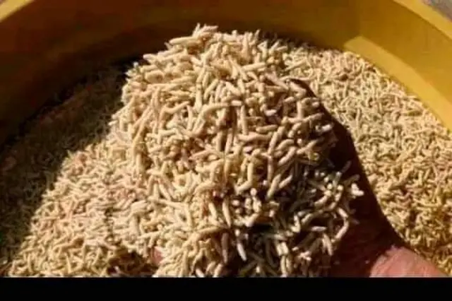 Amagi y'isazi Ndabagiriye yorora ni yo agaburira ifi