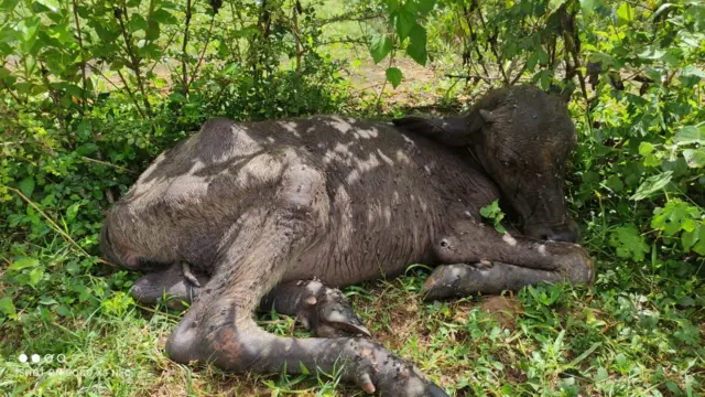 2012 වසරේ සිට 2023 වසර දක්වා සතුන් 6,948 දෙනෙකු විවිධ වධ හිංසාවලට ලක්ව ඇත