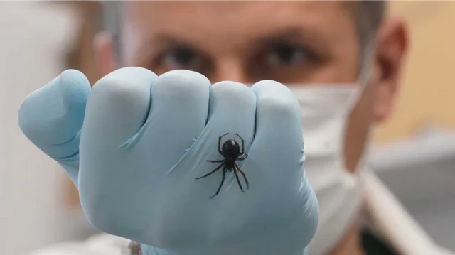 ’فالس وڈو (جھوٹی بیوہ) برطانیہ کی ان چند مکڑیوں میں سے ایک ہے جو انسانوں کو کاٹ سکتی ہے۔