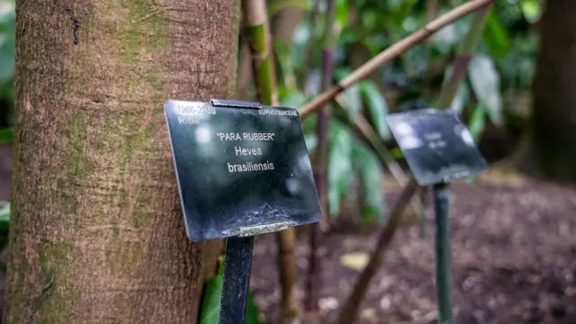 Seringueira brasileira está plantada no Kew Gardens, em Londres 