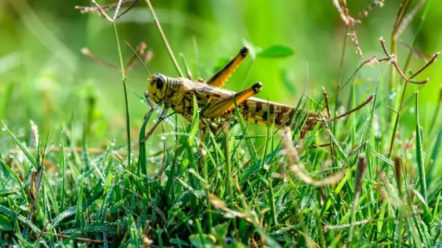 বংশবিস্তার করতে এবং টিকে থাকতে এই পোকার অনুকূল পরিবেশ প্রয়োজন হয়