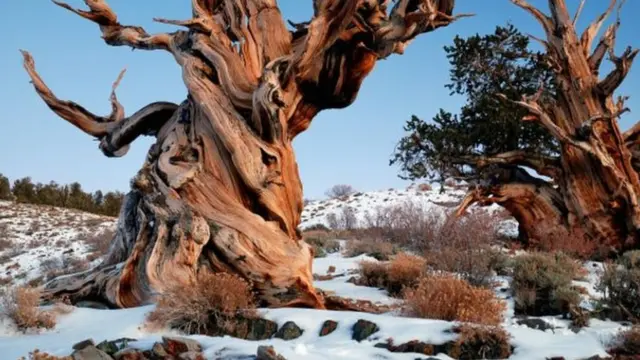 Este es un ejemplar de Pinus longaeva del Bosque Nacional de Inyo (EE.UU.), pero no es Matusalén.