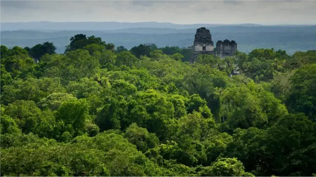 La cité de Tikal