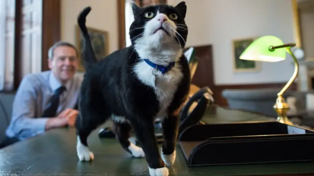 Кот Палмерстон