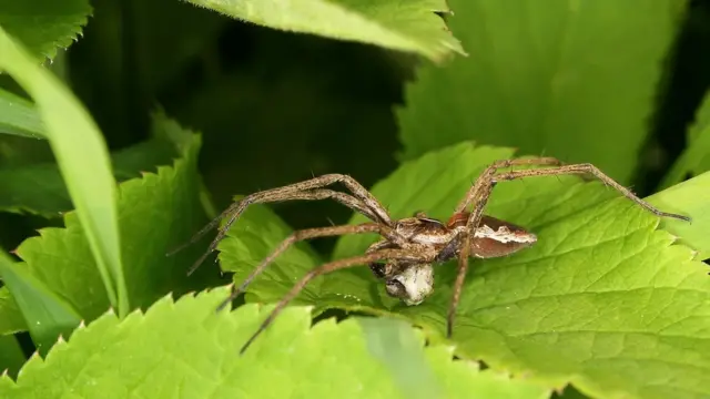 แมงมุมใยอนุบาล (nursery web spider) หลอกล่อตัวเมียให้ยอมผสมพันธุ์ด้วยห่อของขวัญ โดยตัวผู้จะใช้ใยแมงมุมพันหุ้มเหยื่อที่เป็นอาหารเอาไว้ ก่อนจะใส่สารเคมีที่เป็นเสมือนยาเสน่ห์ลงไปด้วย