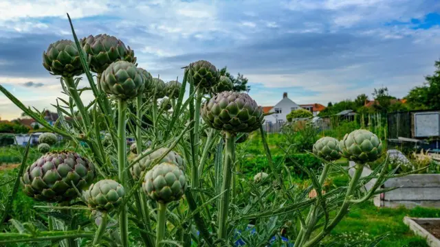 Артишоки на клумбе в городской черте
