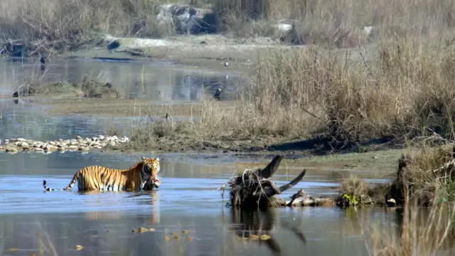 புலிகள் பாதுகாப்பு