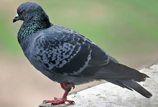 કબૂતર, પક્ષી, માનવ, બીબીસી ગુજરાતી 