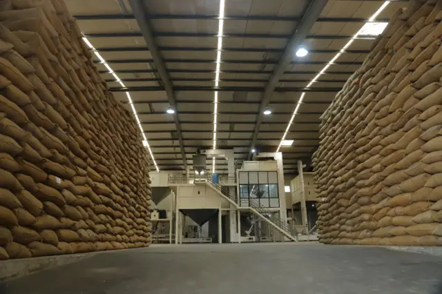 સૌરાષ્ટ્રમાં મગફળીનું વાવેતર અને ઉત્પાદન, ગિરનાર 4 બિયારણ ક્યાં મળે, ગિરનાર 4ની વધુ માગ કેમ છે, ગિરનાર 4માં ઉત્પાદન વધુ મળે , જીજી 39 સારું કે ગિરનાર 4, બીબીસી ગુજરાતી, બીબીસી ન્યૂઝ