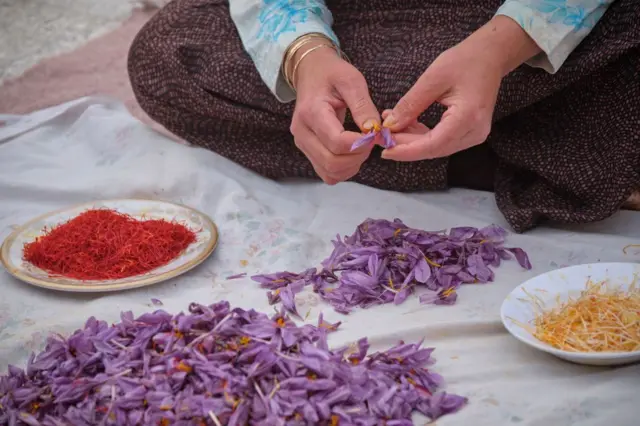 زنی در حال جدا کردن کلاله از گل زعفران