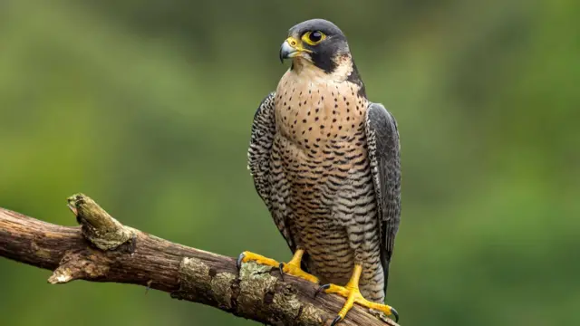 કાળો શાહીન, ગુજરાત, નળસરોવર