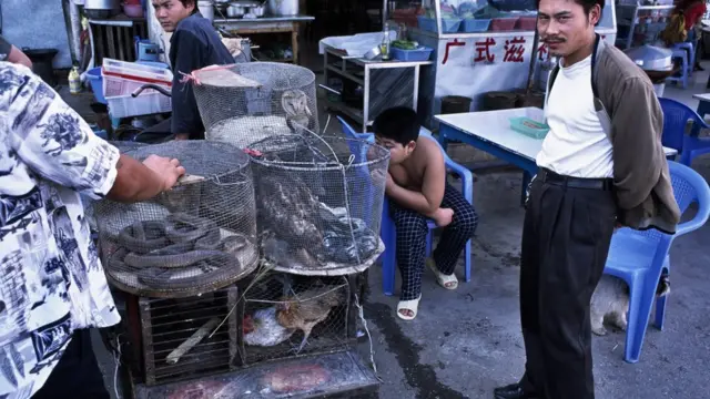 Serpents, blaireaux, oiseaux rares, pangolins et singes sont vendus sur les marchés aux animaux sauvages de Mongla, une ville isolée à la frontière avec la Chine