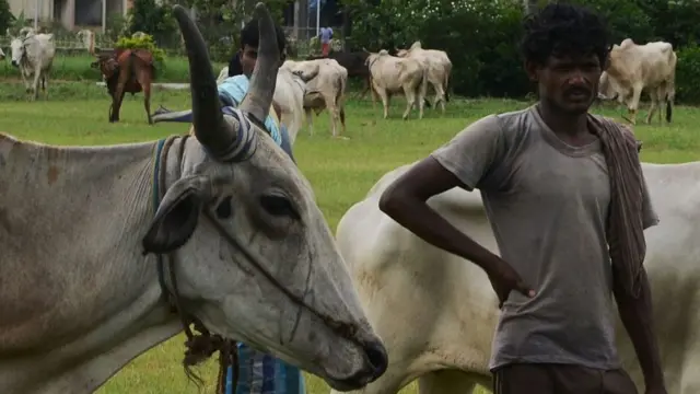 পশ্চিমবঙ্গের শিলিগুড়ি সীমান্তে বিএসএফের হাতে আটক গরু (ফাইল ফটো)