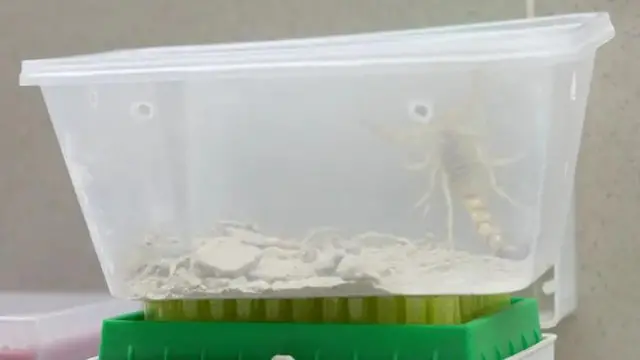 पाकिस्तान का जहरीला बिच्छू 