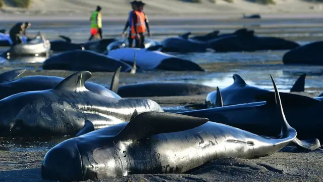 Imagen de febrero 2017 de decenas de ballenas varadas.