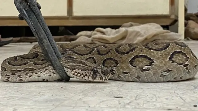 سانپ