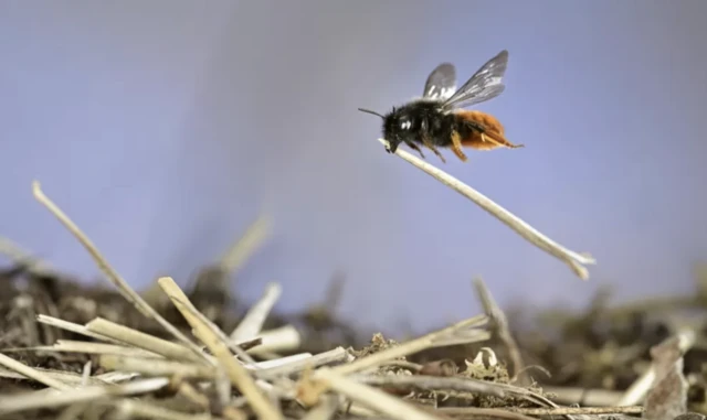 Mason arı isimli fotoğraf