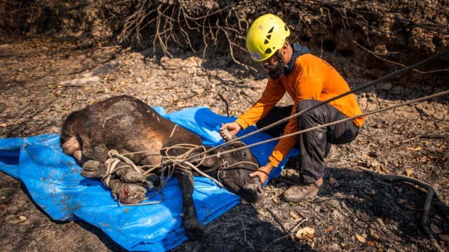 Voluntários auxiliam bezerro com as patas queimadas