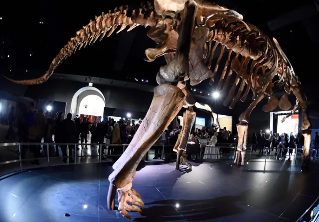 Un Patagotitan en el Museo de Historia Natural