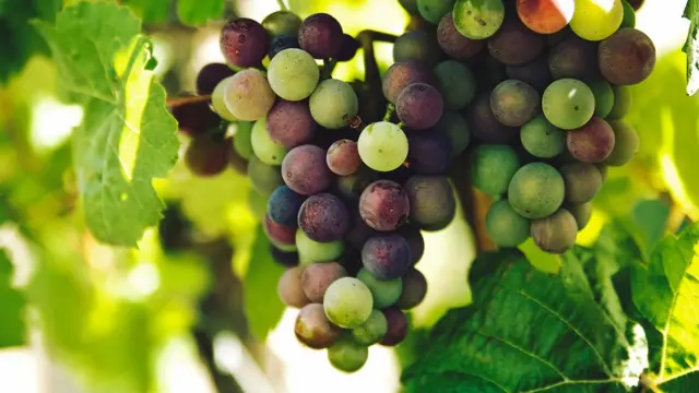 Відро синього винограду не створить нам запас резвератролу - його організму треба отримувати уродовж всього року