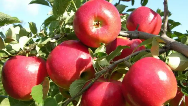Alma alma bağları Rusiya Azərbaycandan alma alacaq 28 müəssisə Rusiyaa yenidən alma ixrac edəcək