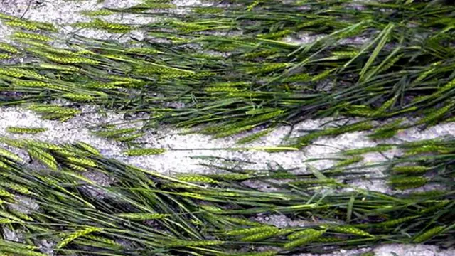 నీట మునిగిన పంట