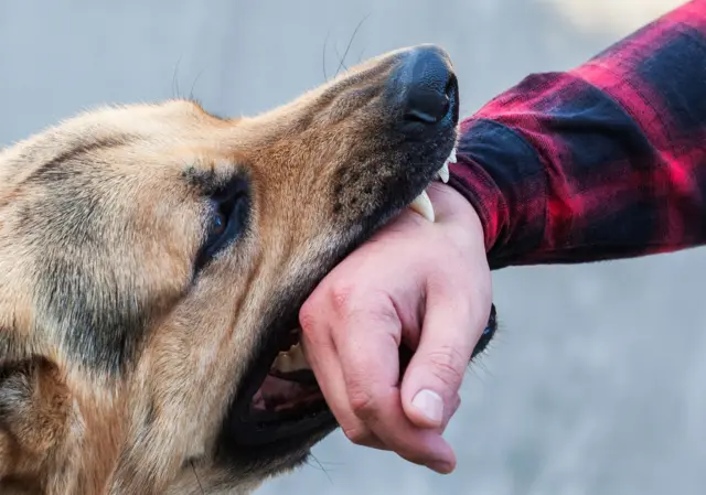 रेबीज प्रामुख्याने जंगली प्राण्यांमध्ये पण काही प्रमाणात घरातील पाळीव प्राण्यांमध्येही आढळून येतो.
