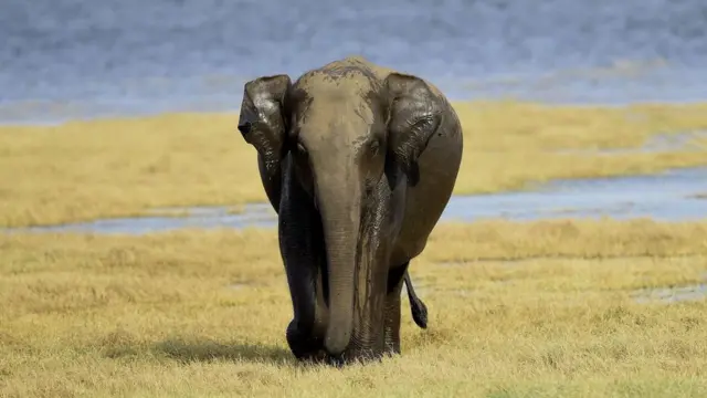 'விளையாடுங்கள், வேட்டையாடாதீர்கள்' - யானை குறித்து 11 சுவாரஸ்ய தகவல்கள்