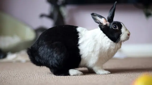 Кролик Ганс