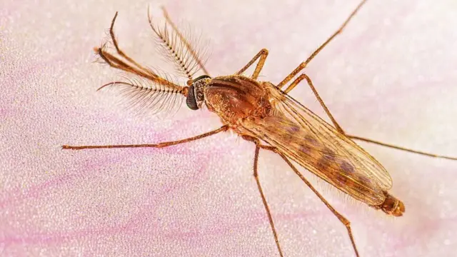 Zoom em um mosquito da espécie Culex