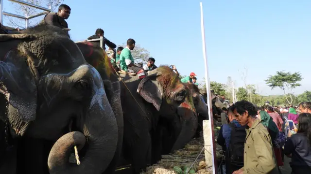 हात्ती महोत्सव