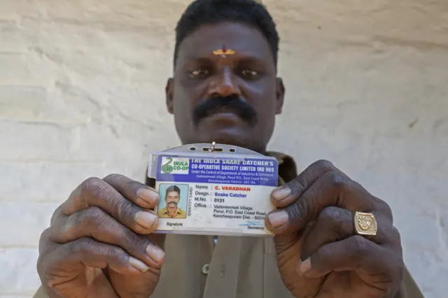 伊鲁拉人持有政府执照，每年可捕8300只蛇。