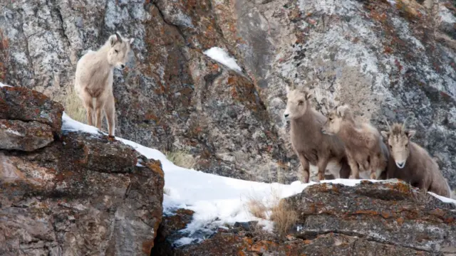 Cuatro cabras de montaña en una cornisa rocosa.