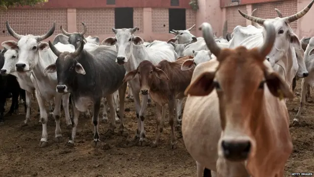 गौरक्षा