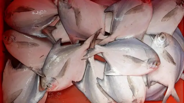 मासेमारी